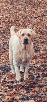Yellow lab puppies for sale in south carolina. Labrador Retriever Puppies For Sale Anderson Sc 321918