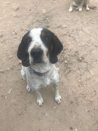 The black and tan coonhound does need lots of routine, early socialization in order to accept new people and new situations without becoming anxious and stressed. Dog For Adoption Johnny Walker A Treeing Walker Coonhound In Oakhurst Ca Petfinder