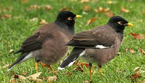 Common Myna New Zealand Birds Online