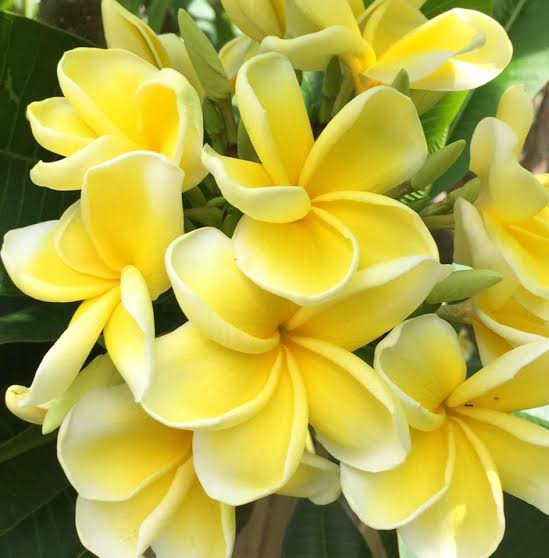 Image result for KathGolap"