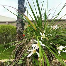 Image result for Xerophyta villosa