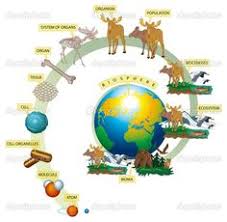 Levels Of Organization In The Living World Levels Of Organization Biology Biology Lessons Biology Science Fair Projects