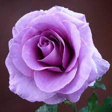 Untitled Beautiful Roses Hybrid Tea Roses Purple Roses