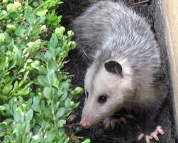 Opossums The Garden S Nightly Clean Up Crew Hgtv