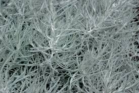 Image result for Helichrysum harveyanum