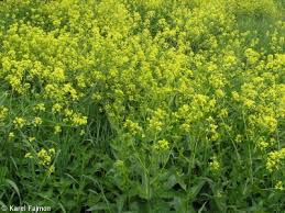 Image result for Berlinia orientalis