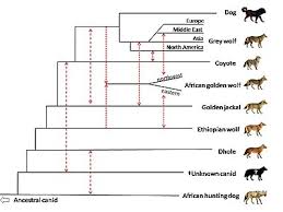 Evolution Of The Wolf Wikipedia