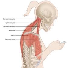 A middle region (transverse), which retracts t. 6 Exercises To Reduce Stress And Strain In The Neck Impact Physical Therapy