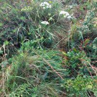 Image result for Pimpinella alismatifolia