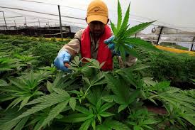 Lihat arti dan definisi di jagokata. Minyak Cbd Dijual Berleluasa Online Dan Penjualnya Dari Malaysia Soscili