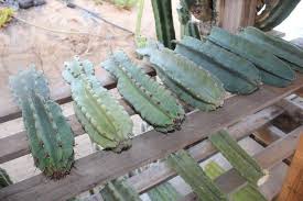 Check spelling or type a new query. Cereus Peruvianus Monstrose Aka Peruvian Apple Ornamental Cactus Potted Cuttings Wedding Succulent Favors For Sale Bulk Succulents