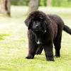 See more of newfoundland puppies on facebook. 1