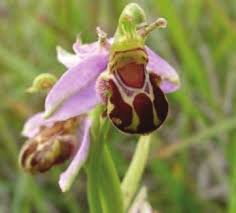 Image result for Cyperus trigonellus