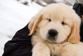 1 golden retriever breeders maine listings. Golden Retriever Puppies Maine For Sale The Y Guide