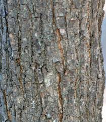 Image result for Bridelia mollis