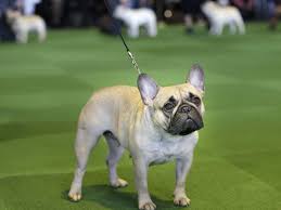 There are a number of reputable frenchie rescue organizations throughout the usa. Labs Still Lead But French Bulldogs Leap In Popularity In Us Pets Madison Com