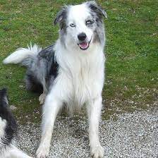 Border Collie Blue Merle Sitting Border Collie Blue Merle Blue Border Collie Border Collie Blue
