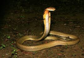 Top 10 smallest snake in the world. Top 10 Most Venomous Snakes In India Thinkpedia