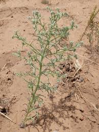 Image result for Disa cryptantha