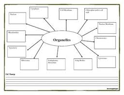 Biology Organelles Graphic Organizer Cell Theory Study Guide W Tpt Digital Graphic Organizers Cell Theory Teaching Biology