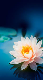 Best Ideas About Wallpaper Iphone Vintage On Pinterest Pretty Flowers Background Flower Background Iphone Lotus Flower Wallpaper