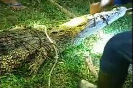 Penampung lidah buaya di sumatera utara. Penampung Lidah Buaya Di Sumatera Utara Lidah Buaya Juga Dapat Mengurangi Peradangan Pada Jaringan Yang Terluka Jual Pernak Pernik Korea Di Bandung