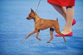 Show Dog Miniature Pinscher Mini Pin Demonstrating The Trademark Hackney Gait Miniature Pinscher Mini Pinscher Miniature Pinscher Dog