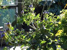 Image result for Pycnostachys schliebenii