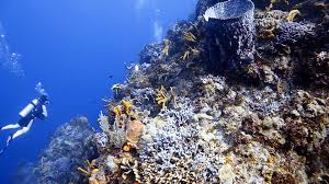 Some Of The Best Reasons To Dive In Cozumel Scuba Mau