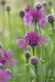 9 Plantes Sauvages A Cultiver Au Jardin Plantes Sauvages Plantes Sauvages Comestibles Fleurs Sauvages