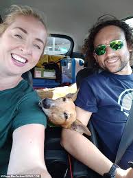 Greyhound trembles in terror as fireworks explode outside home in Hamilton,  South Lanarkshire