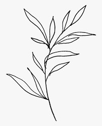 Check spelling or type a new query. Plant Black And White Simple Hd Png Download Transparent Png Image Pngitem