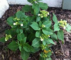 Warm climate gardeners should ensure plants are shaded during the hottest parts of the day. Plantfiles Pictures Lacecap Hydrangea Dancing Snow Hydrangea Macrophylla By Lovemyhouse
