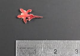 Image result for Cnestis