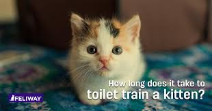 How to train a kitten. How Long Does It Take To Litter Train A Kitten