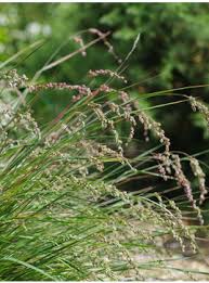 Image result for Briza