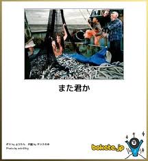 bokete 面白い写真 爆笑画像 画像で笑ったら寝ろ