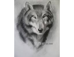 Image result for wolf drawing