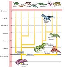 Evolution Class 12 Notes Biology Mycbseguide Cbse Papers