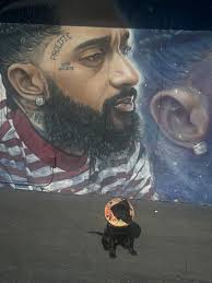 0% Labrador Negro : r/DoggyDNA