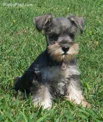 Getting your new puppy established with his own doctor gets your pup off on the right track to good health. Miniature Schnauzer Dog Breeders Near Me