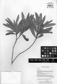 Image result for Argomuellera