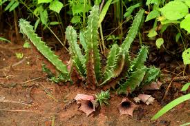 Image result for Huernia levyi