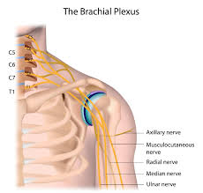 Image result for Axillary Nerve Block