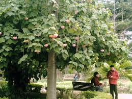 Image result for Dombeya lastii