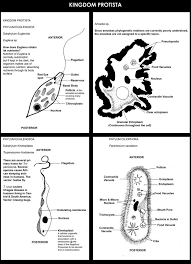 Animal Kingdoms Protista Week 2 Teaching Biology Homeschool Science Apologia Biology
