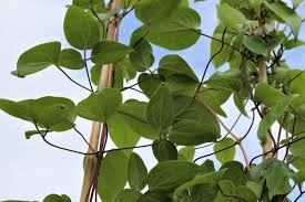 Clematis kiri te kanawa ist ideal für die vertikale gartenarbeit. Clematis Waldrebe Kiri Te Kanawa Lubera De