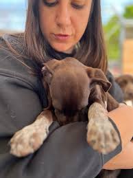 Rehoming Cyprus Pointers