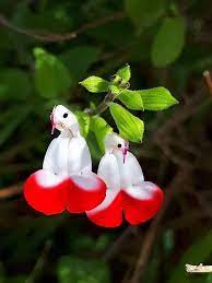 Pin On Flores