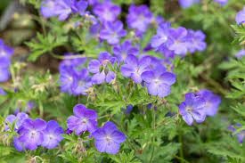 Image result for Geranium bohemicum Orhcid Blue